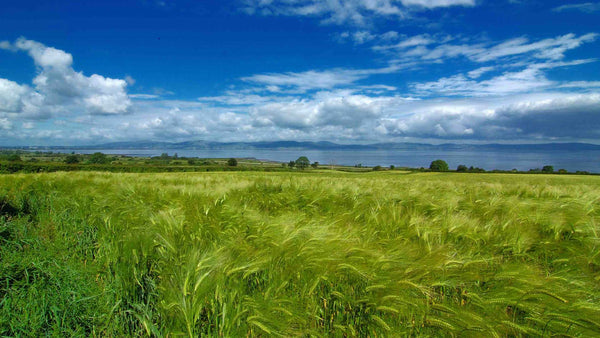 Is the definition of Irish pot still whiskey changing?