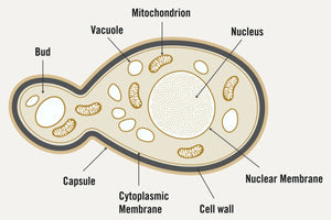 The Structure of a Yeast Cell