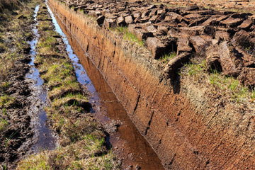 Peaty Scotch whisky, is it possible to taste terroir?